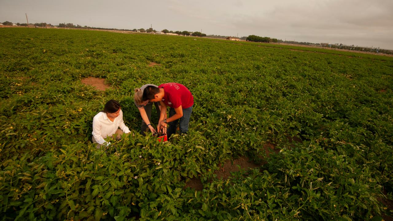 students in a tomato research field