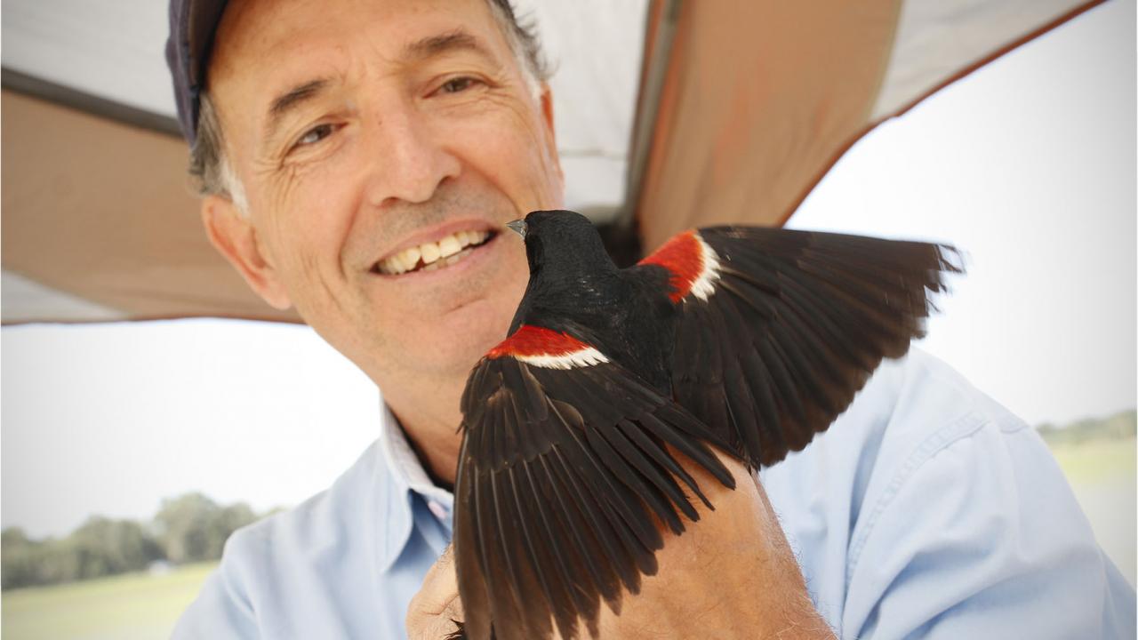 Man holding tricolored blackbird.