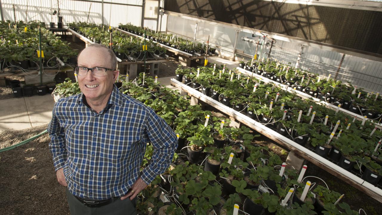 Plant scientist in strawberry breeding greenhouse.