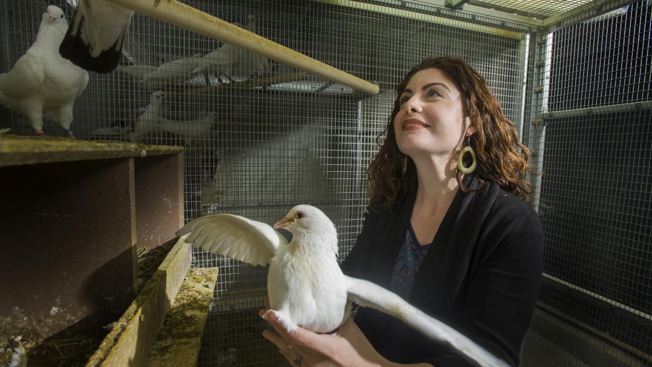 Rebecca Calisi is using pigeons to study differences between the sexes.