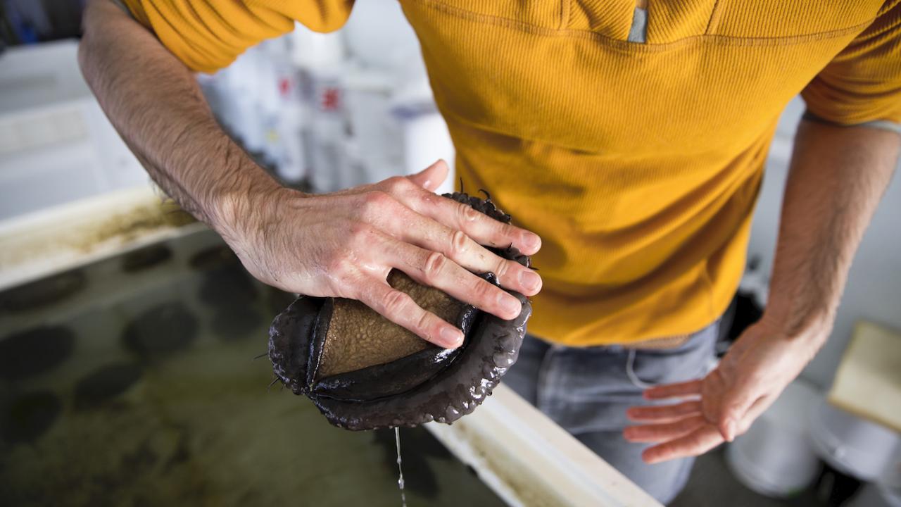 A red abalone attaches itself to the hand of a male researcher in a mustard yellow shirt and jeans.