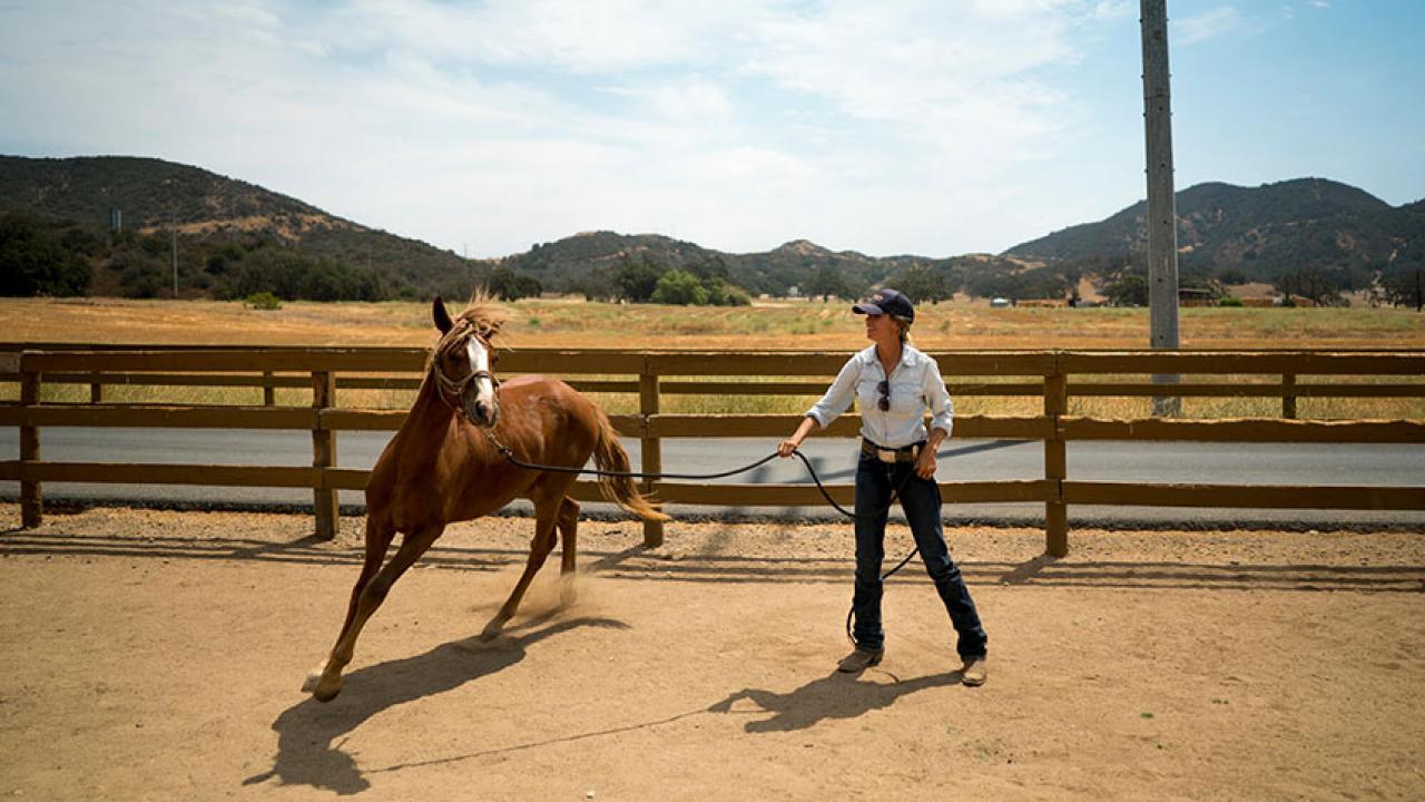 Photo of horse being trained