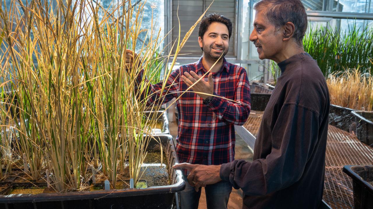 Postdoc Imtiyaz Khanday and Professor Venkatesan Sundaresan with cloned rice plants in a UC Davis green house, December 2018.