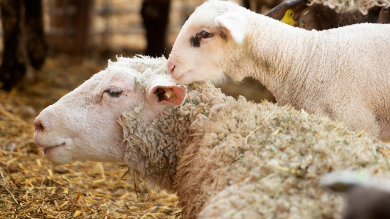 Lamb and ewe at the Sheep Barn