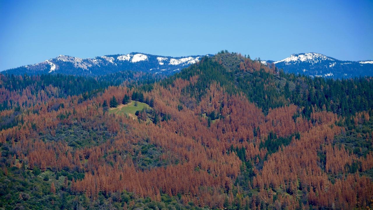 Dead trees in Sierra National Forest