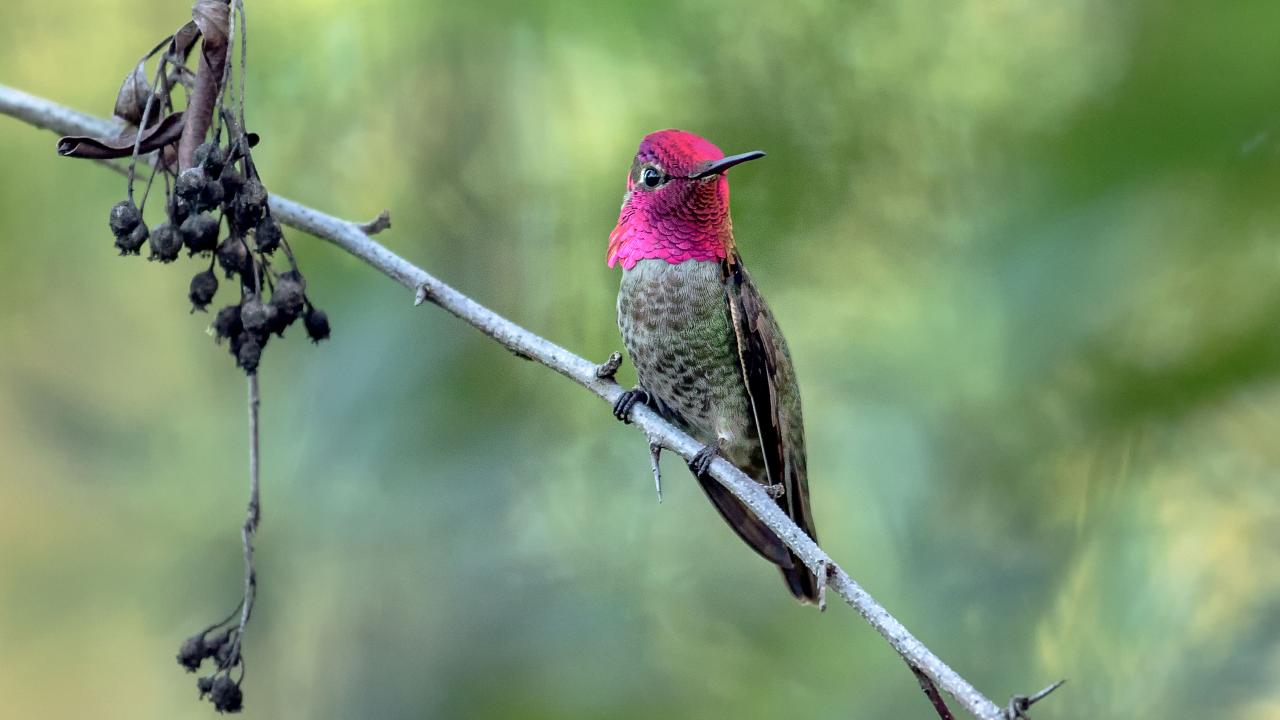 Anna&rsquo;s hummingbird, male