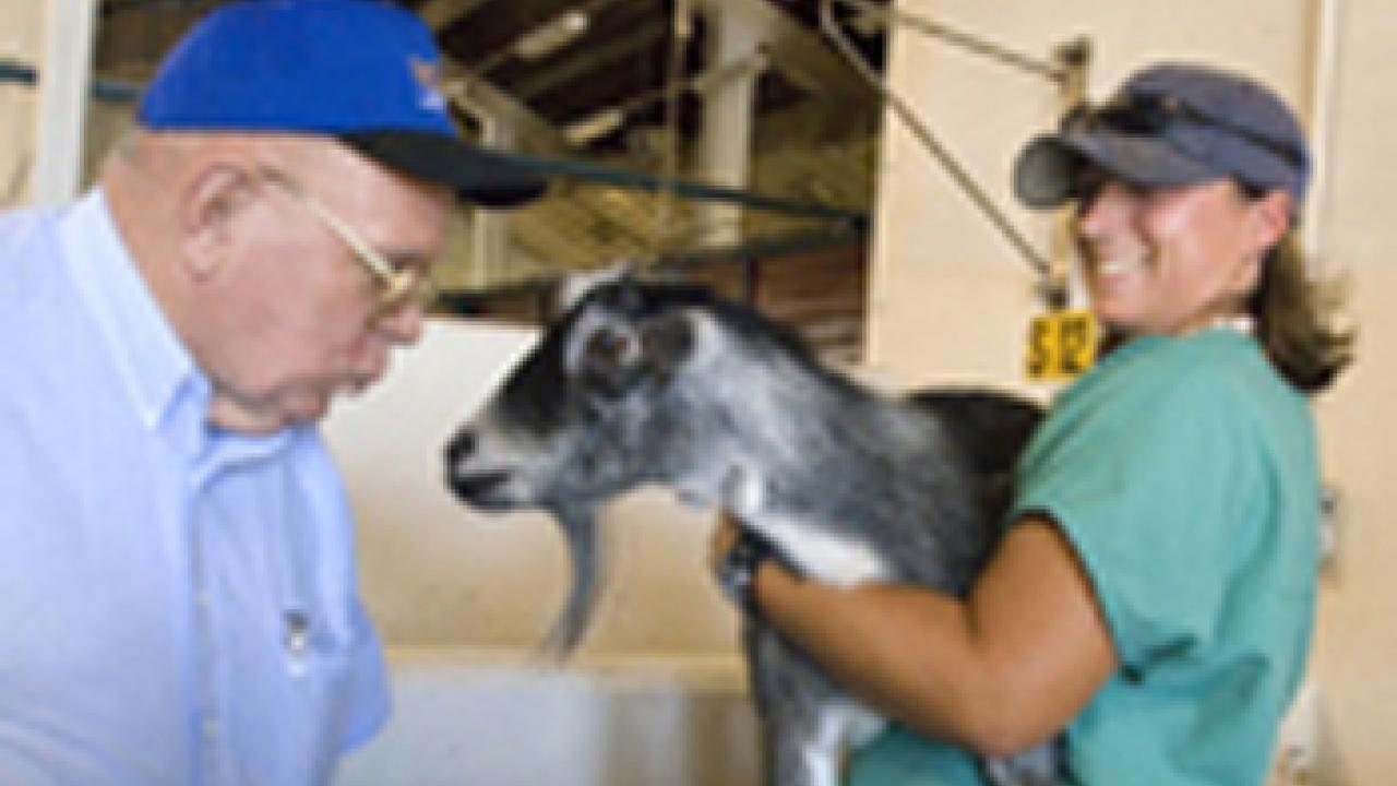 Veterinarian Ben Norman and a pygmy goat, held by technician Sophie Nagera, get a good look at each other at the Veterinary Medicine Teaching Hospital