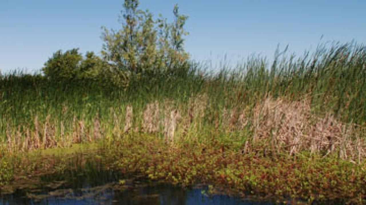 Cattails, tules and other plants on Twitchell Island in the delta are an integral part of rebuilding the soils, thus raising the island's elevation.