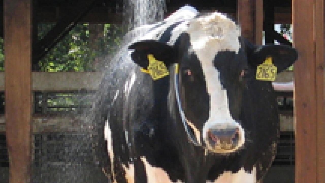 Cow under the showers