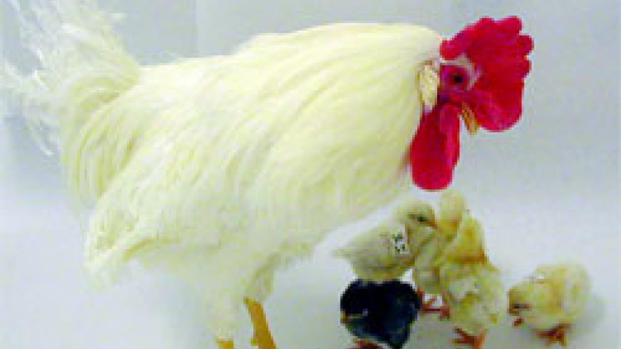 photo: adult chicken and 5 chicks