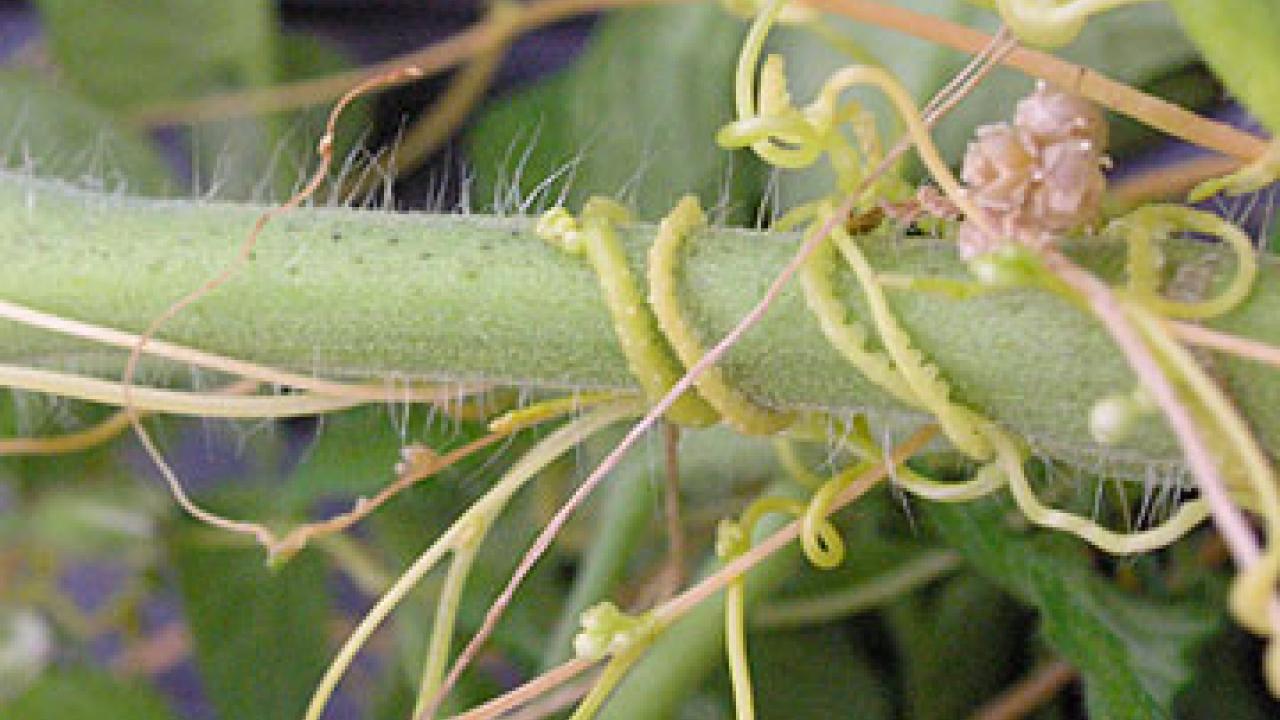 Photo: a host plant with several vines wrapped around the stem
