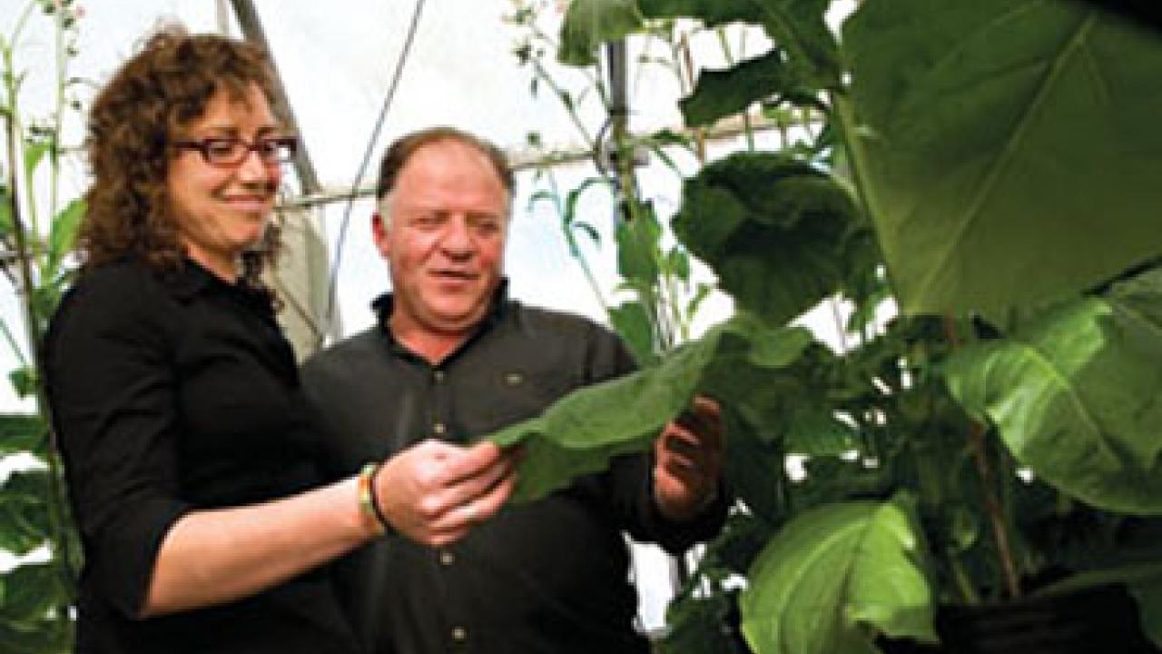 Postdoctoral fellow Rosa Rivero and Professor Eduardo Blumwald are pictured with experimental tobacco plants, in connection with drought research.
