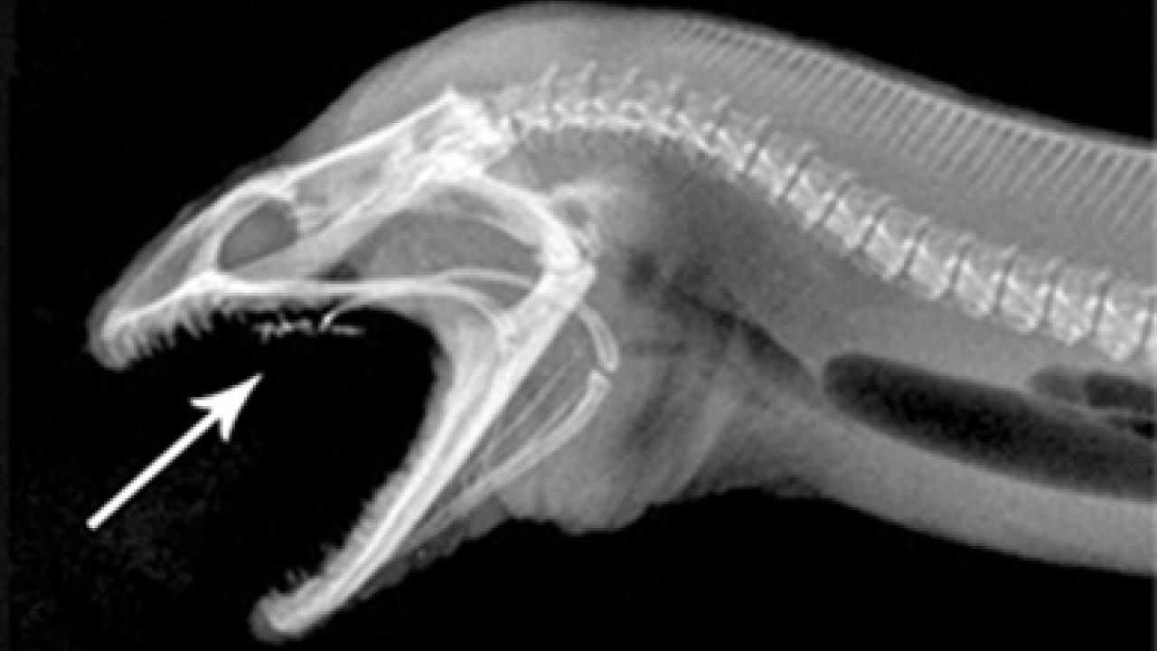 This X-ray shows the pharyngeal jaws in their protracted position -- after the eel, using its oral jaws, has sunk a few teeth into its prey.