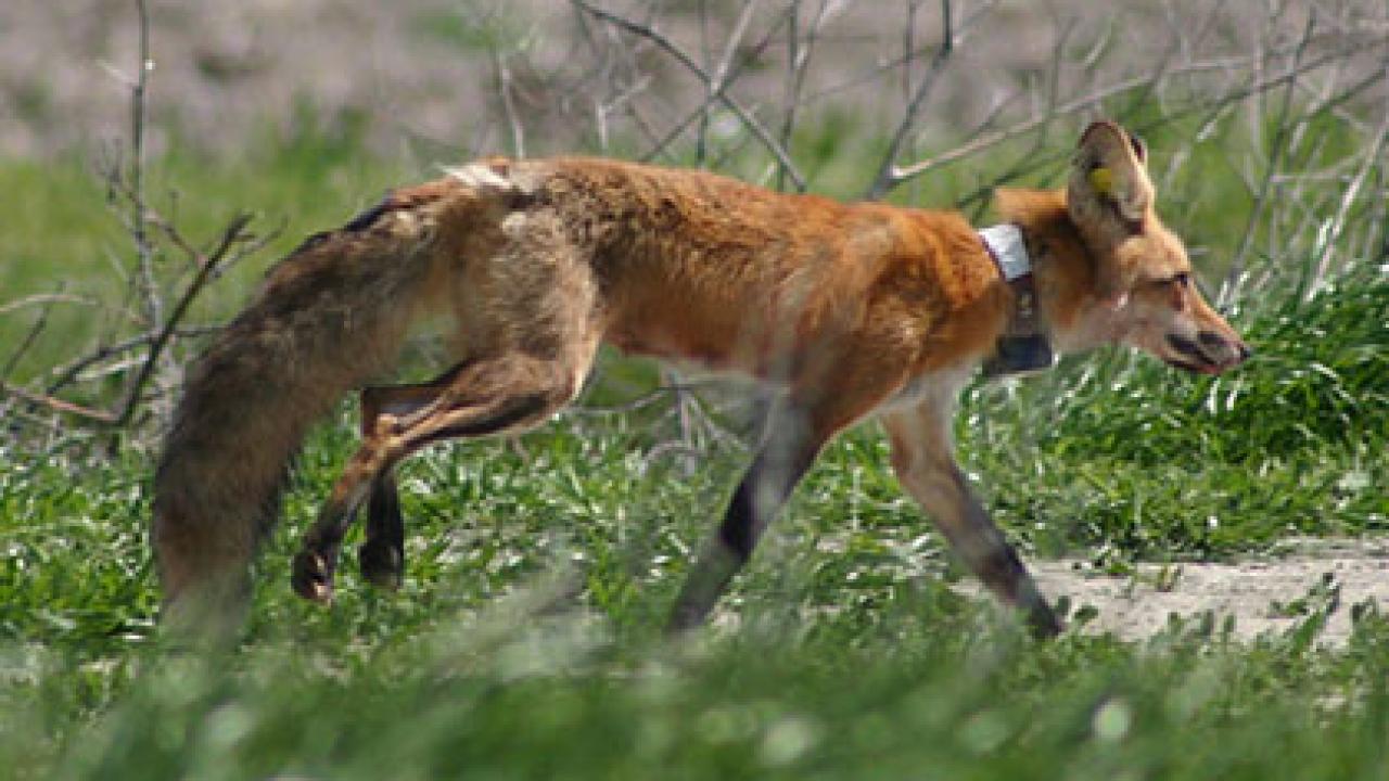 H redfox michelle Red Fox