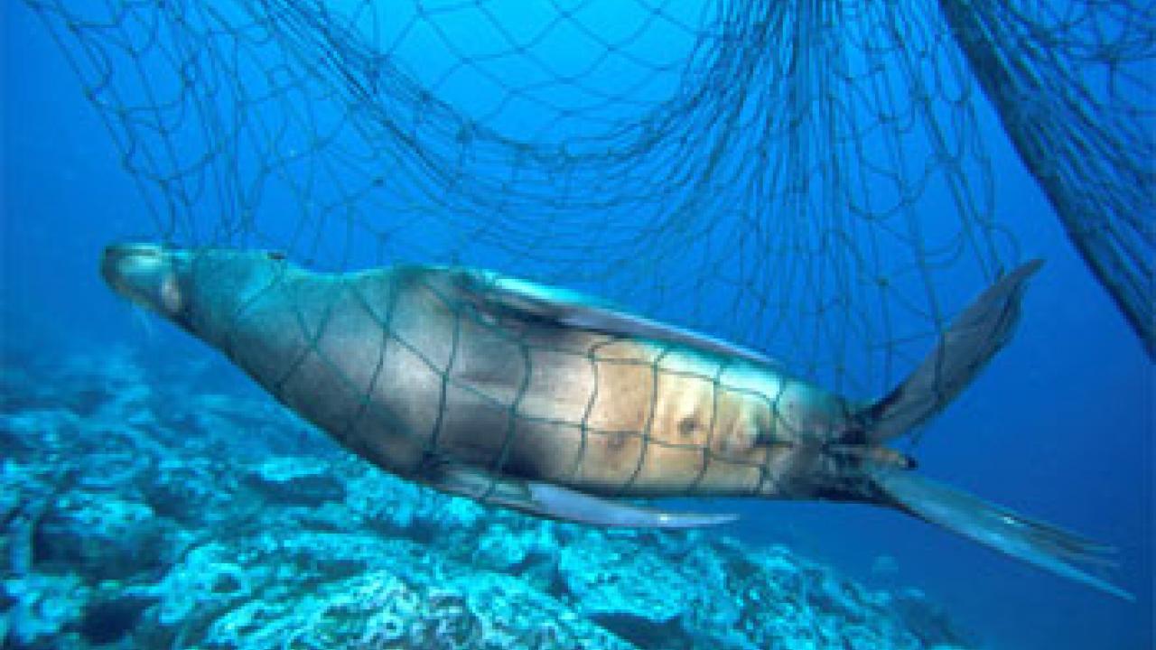 Photo: Sea lion caught in a net underwater