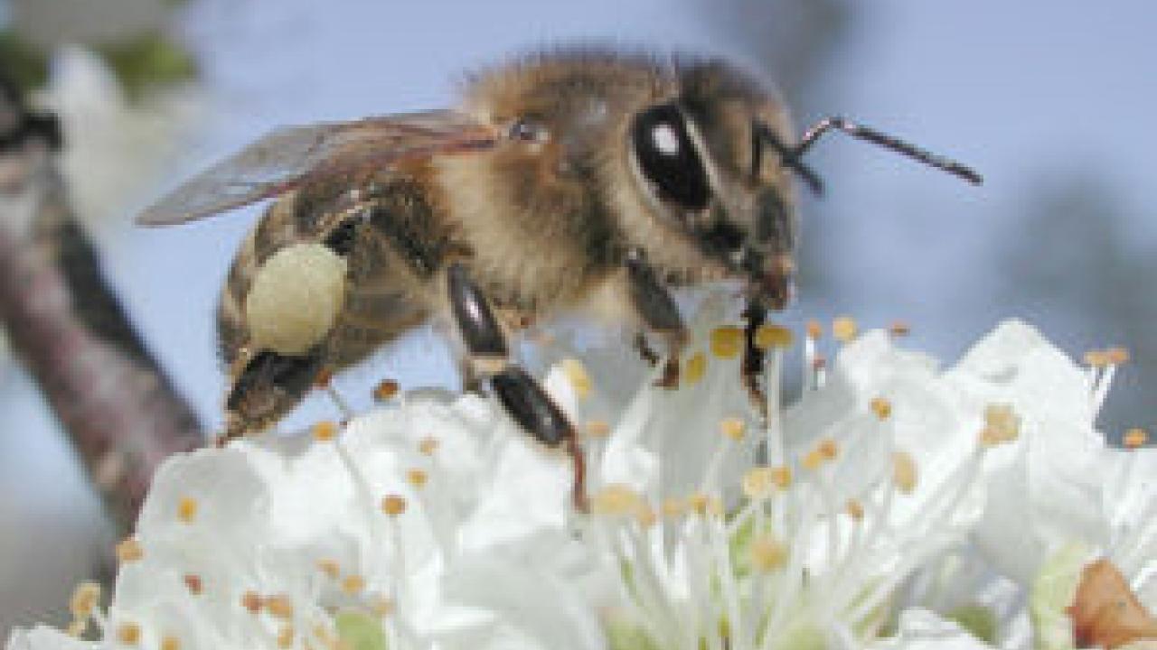 Honeybees (one is shown on a plum blossom) work more efficiently at pollination when wild bees are around.research shows.