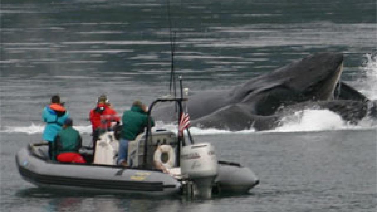 Study Measures Impact of Boat Noise on Humpback Whales