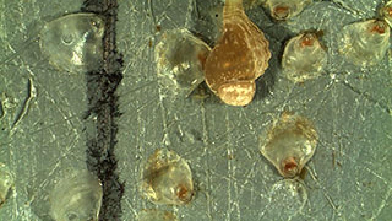 A juvenile snail preying on newly settled Olympia oysters.  The clear oyster shells on the left have been drilled by the snail. Snails consume oysters at a faster rate under acidified conditions.