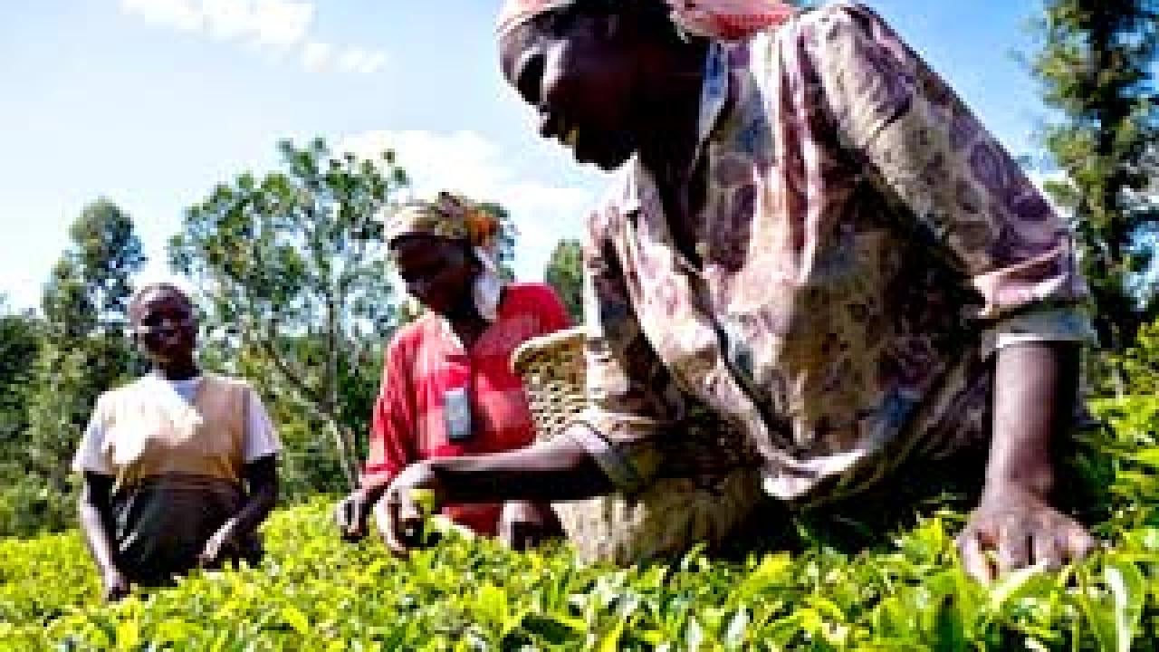 Three women in Kenya picking tea leaves