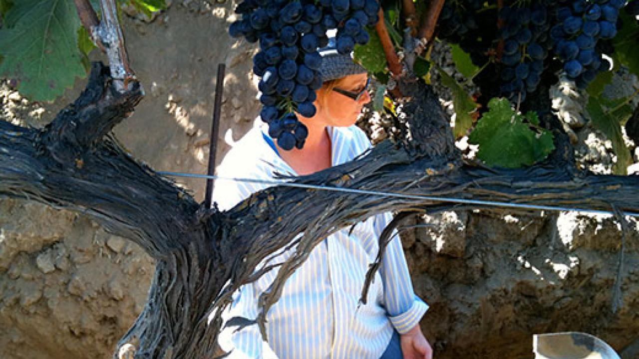 Former UC Davis postdoc Kim Mosse digs through soil for sampling at a vineyard. A UC Davis study says winery wastewater is a viable option to irrigate vineyards. Credit: Maya Buelow/UC Davis