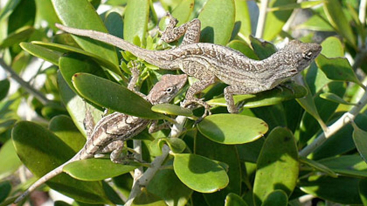 Picture of Caribbean lizards