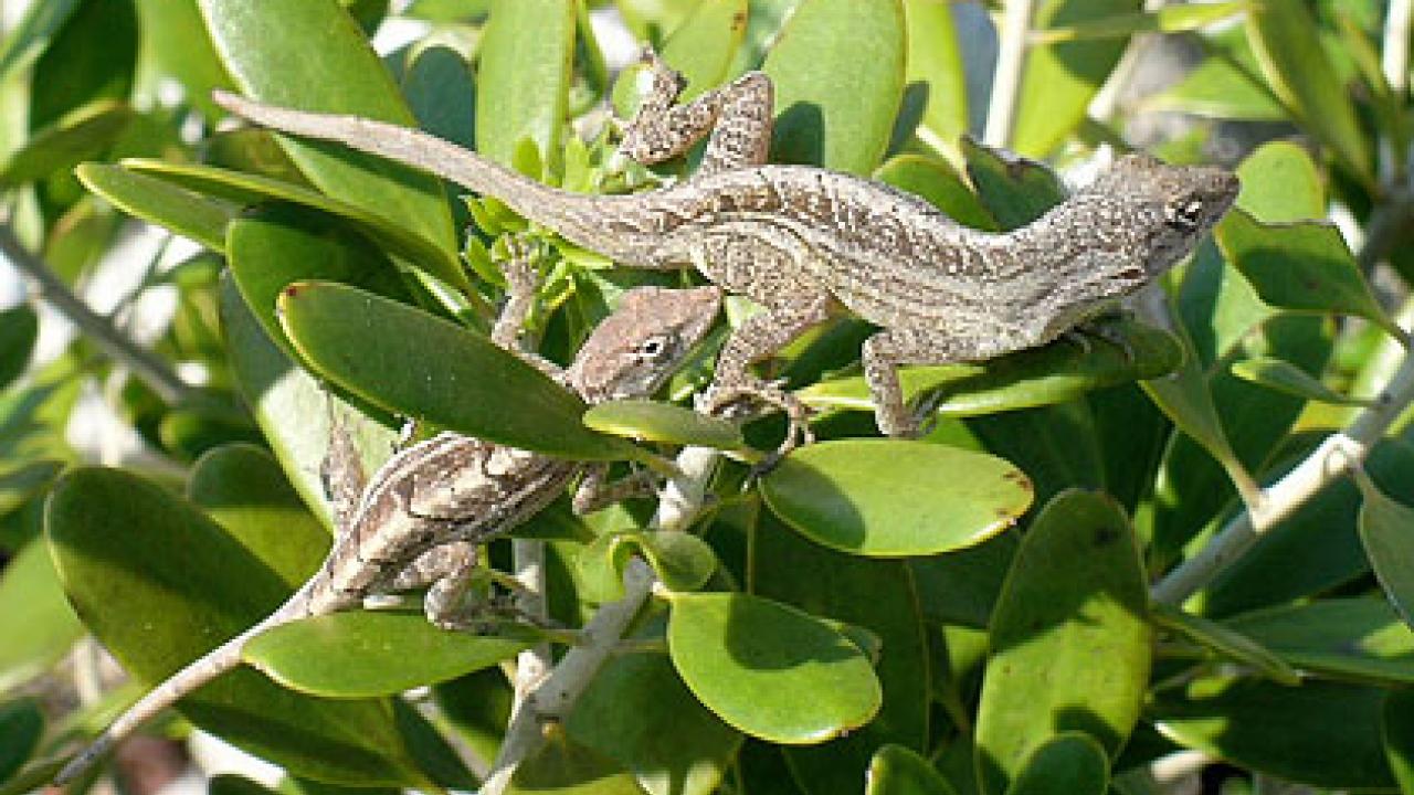 Picture of Caribbean lizards