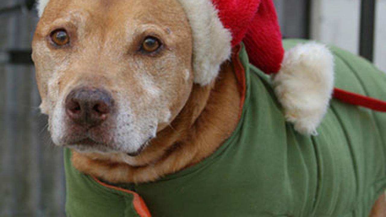 Dog in a Santa hat and green coat