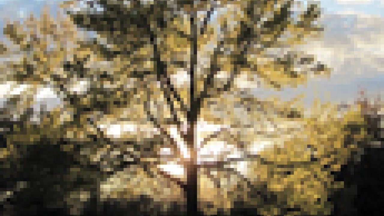 Photo: Oak tree in Shields Oak Grove