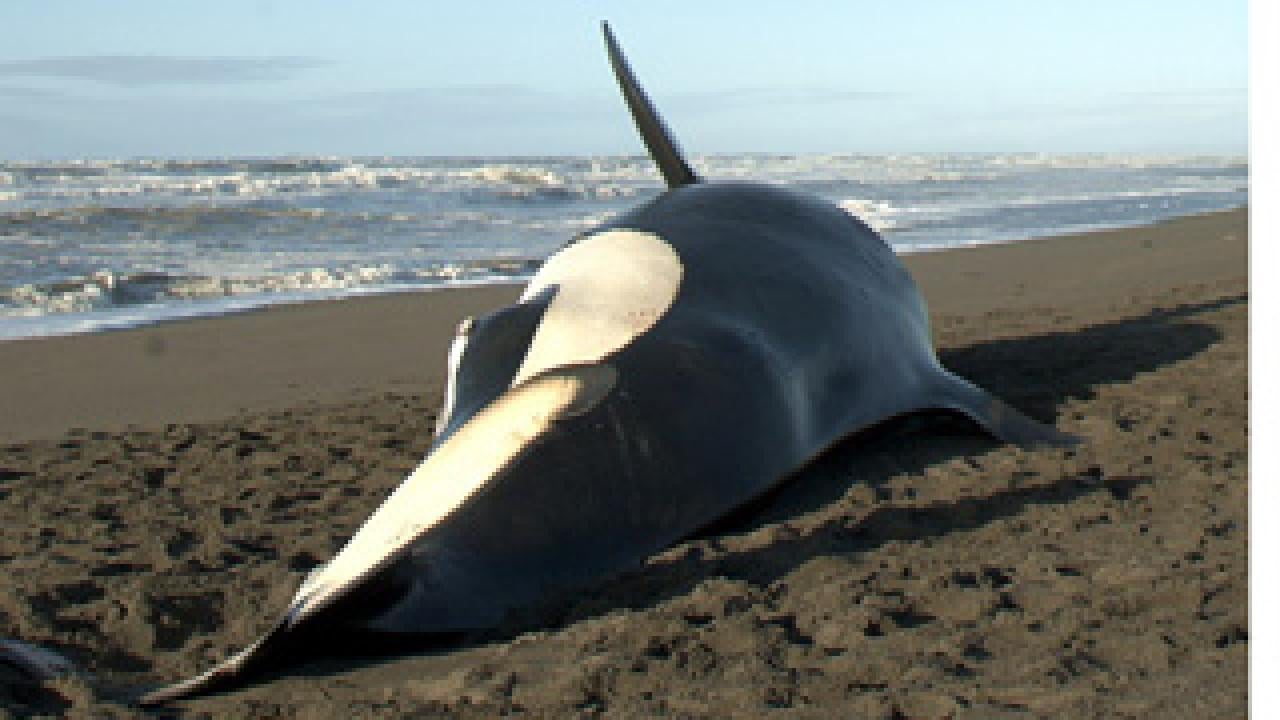 UC Davis killer whale study