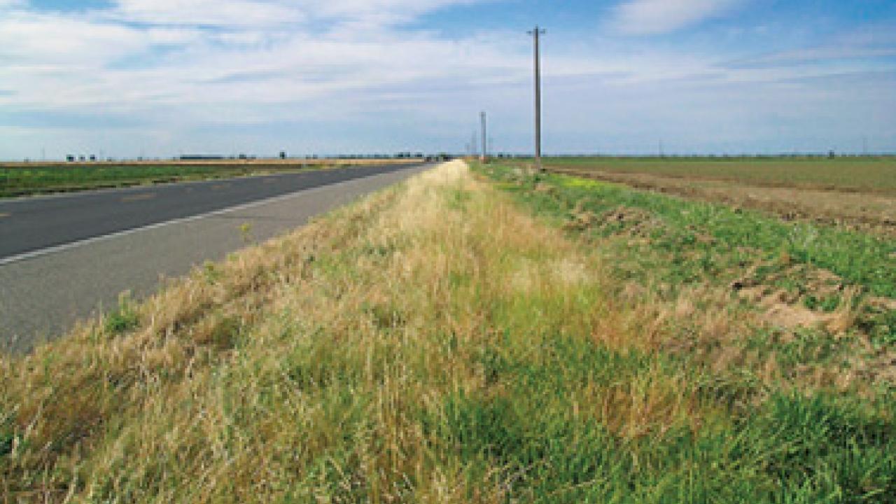 Invasive species dominate road&rsquo;s edge. Farther from the road, the shoulder contains native perennial purple needlegrass.