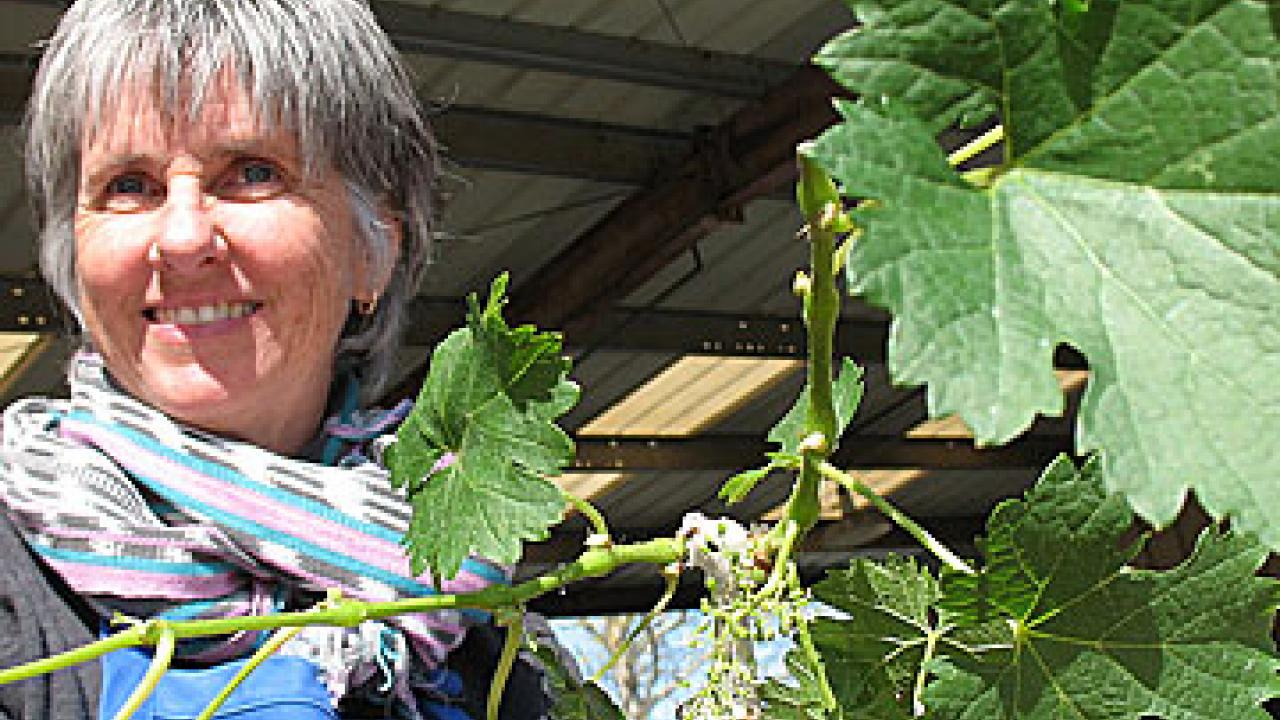 Photo: Woman, Elizabeth Coss, examining new grape stock.