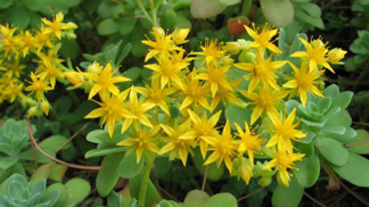 Sedum palmeri, a newcomer to the list of Arboretum All-Stars