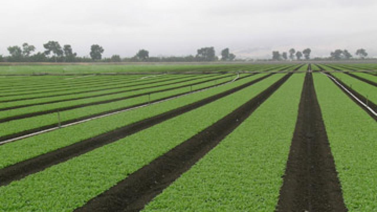 UC Davis and government scientists will track the sources of E. coli O157:H7 bacteria in Salinas Valley crops such as spinach (pictured).
