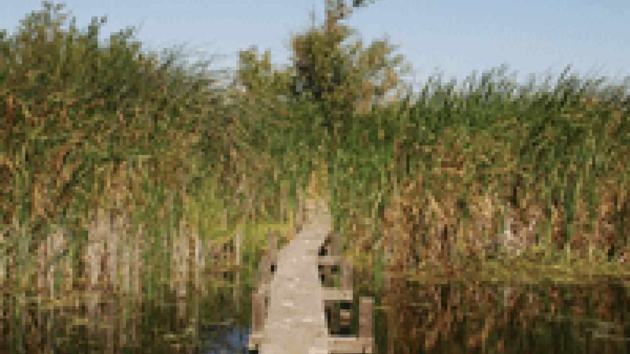 Cattails and tules grow on a 'carbon-capture' farming pilot plot on Twitchell Island in the western delta. These and other plants are an integral part of rebuilding the soils and helping with the sequestration of carbon dioxide.