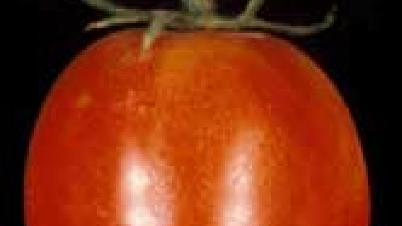 Photo: One red tomato in forefront with a small green tomato behind