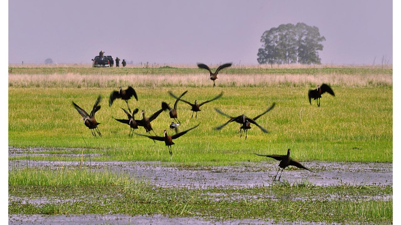 birds fly over wetlands