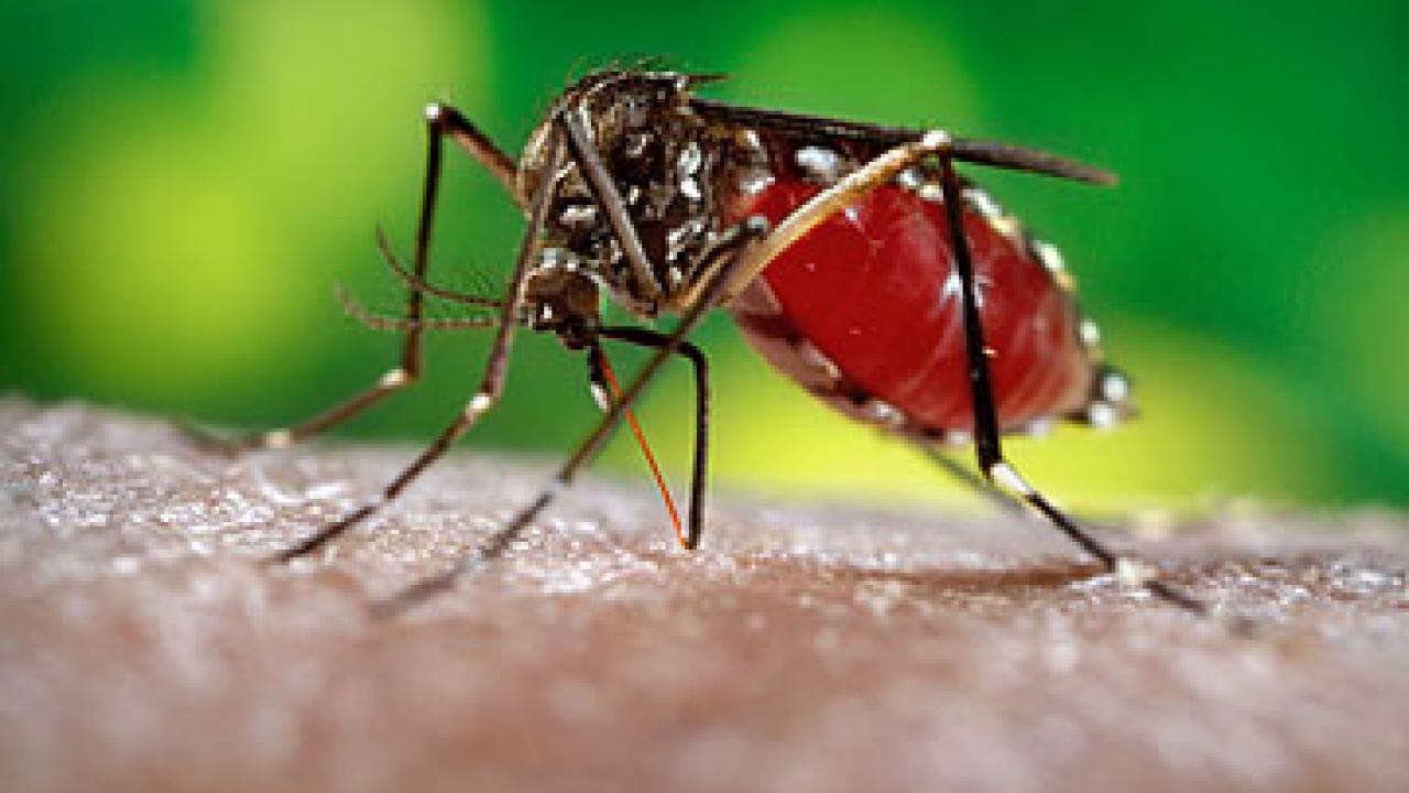 This mosquito, the Aedes aegypti, transmits dengue, considered the world's worst insect virus. 