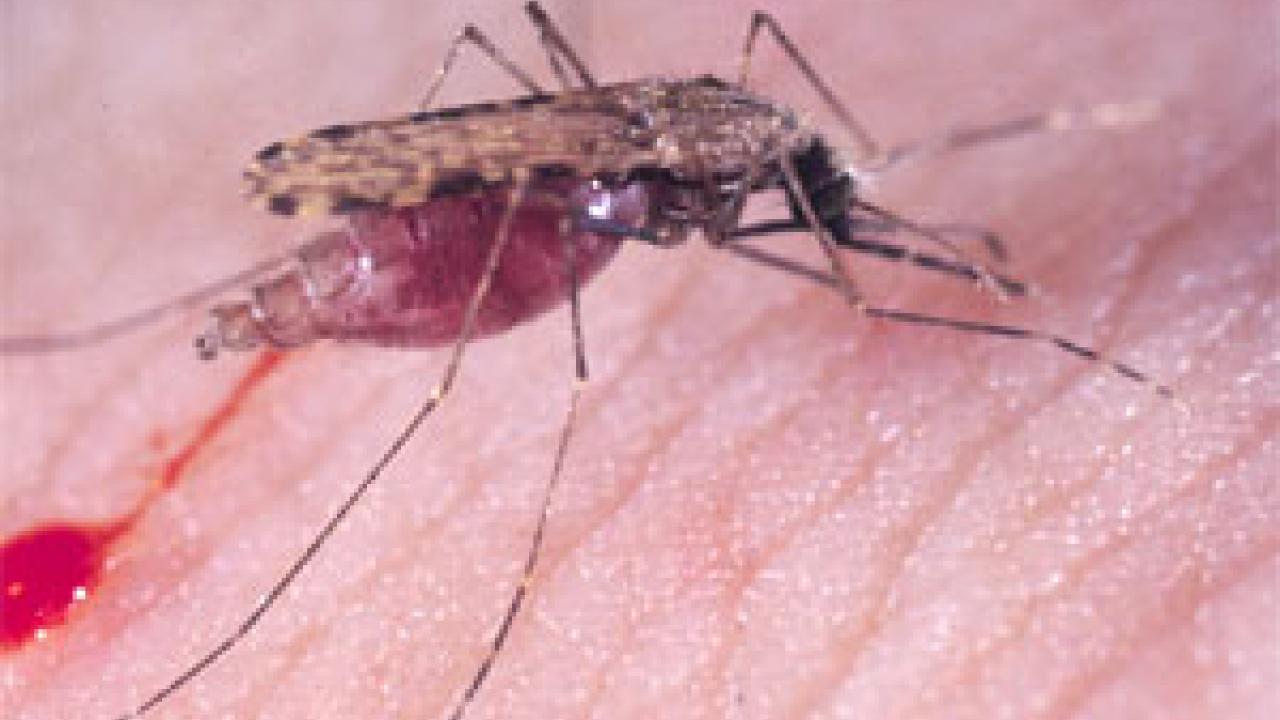 Photo: mosquito drawing blood from human skin