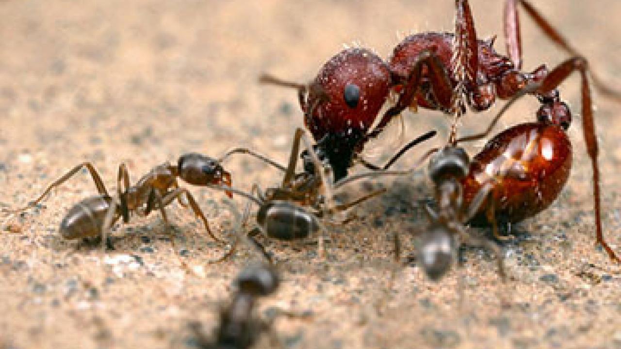 Photo: Argentine ants attacking a larger harvester ants