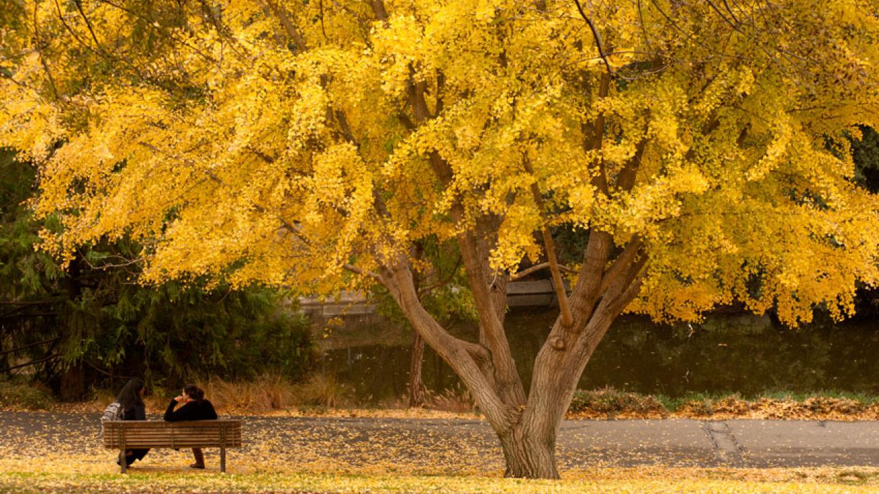 Photo: Arboretum in the fall (tree with yellow leaves, along Lake Spafford)