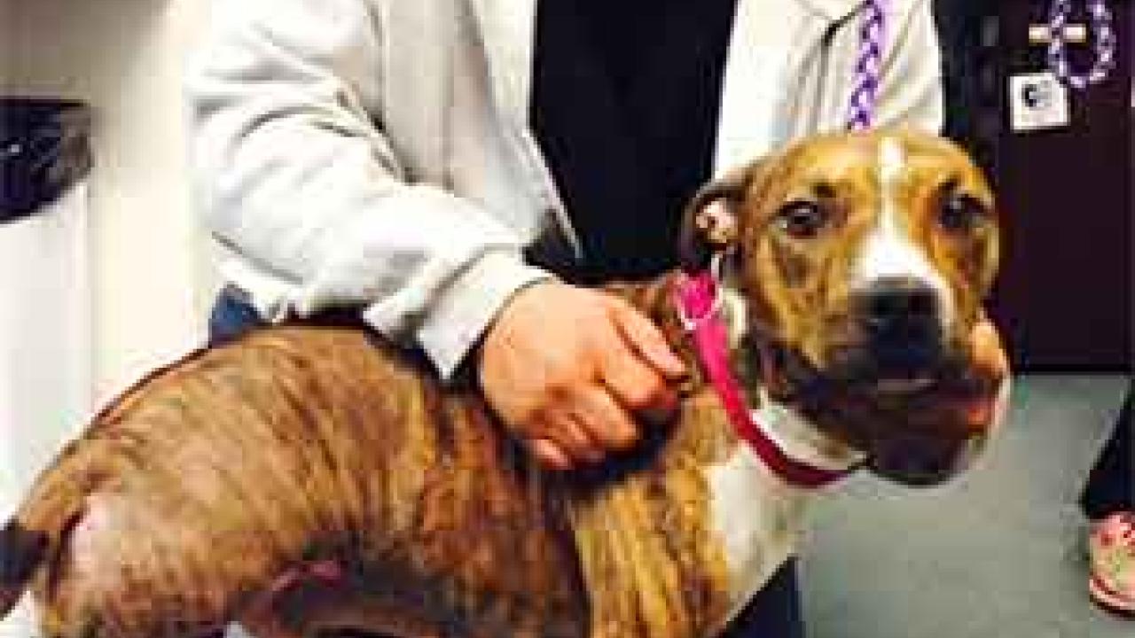 Photo: Asia the dog, after her surgery, with her owner