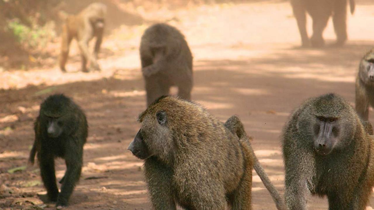 Baboons walking down a dusty road