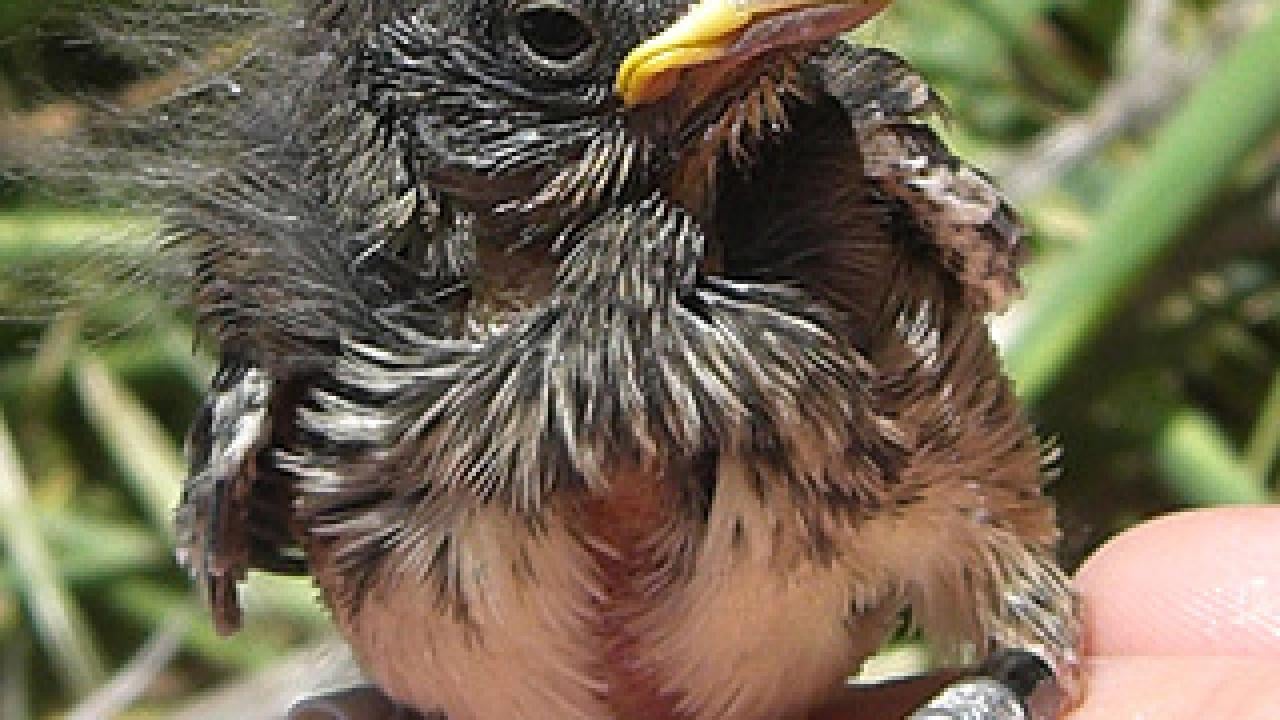 Baby nesting song sparrow stitting on a human hand