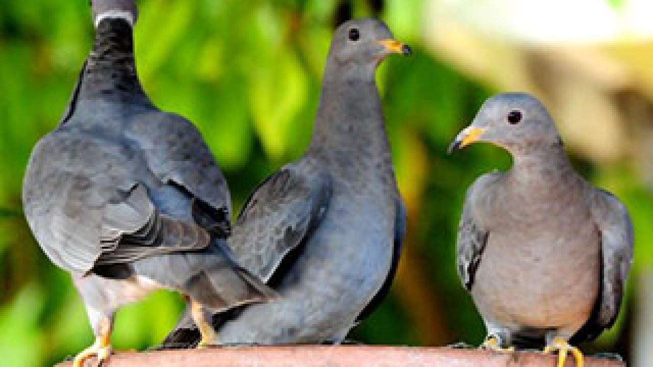 Die-offs of band-tailed pigeons connected to newly discovered parasite | UC  Davis
