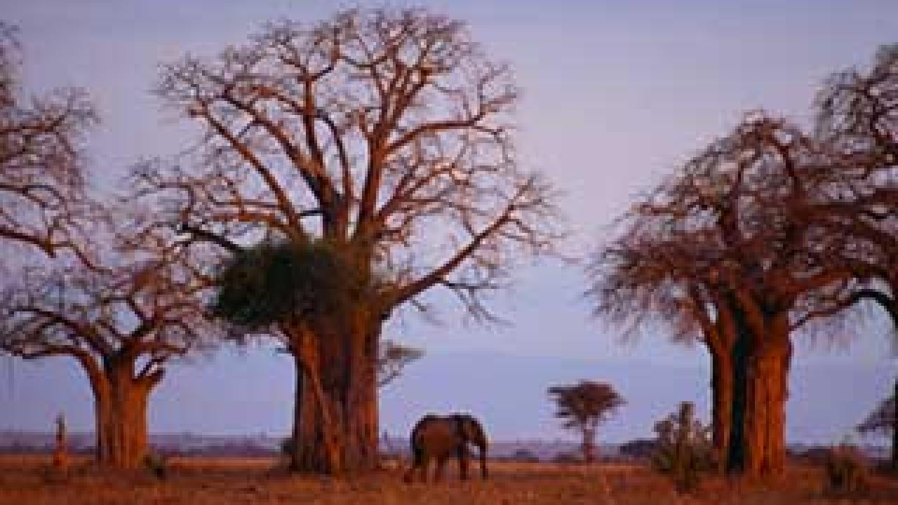 Grove of African baobab trees with an elephant near one