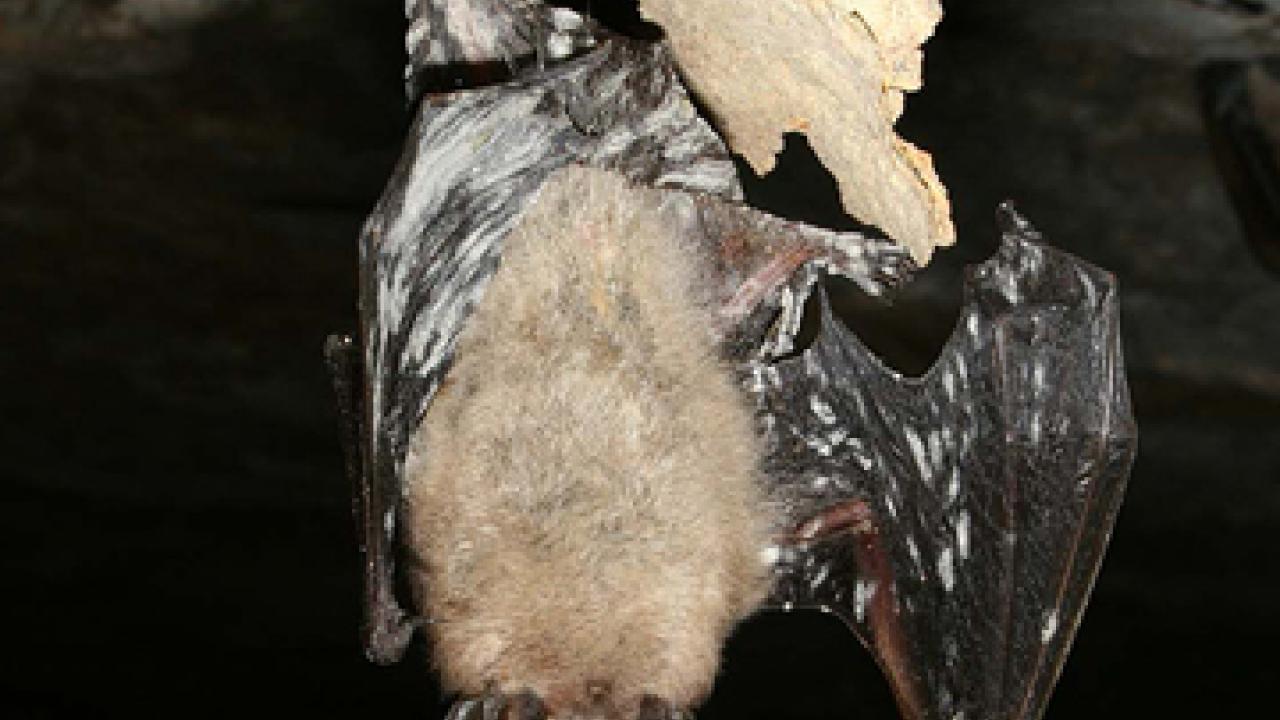 Death in the bat caves UC Davis experts call for action against fast