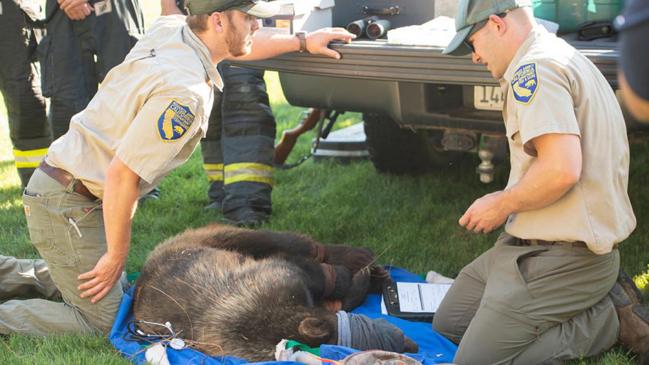 Two state Fish and Wildlife officers tend to bear, captured, on ground.