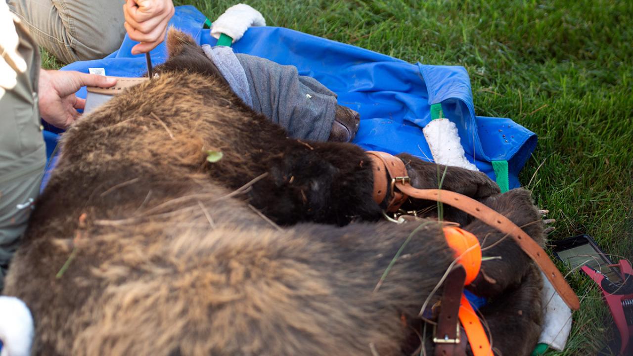 A bear is fitted with a tracking collar.
