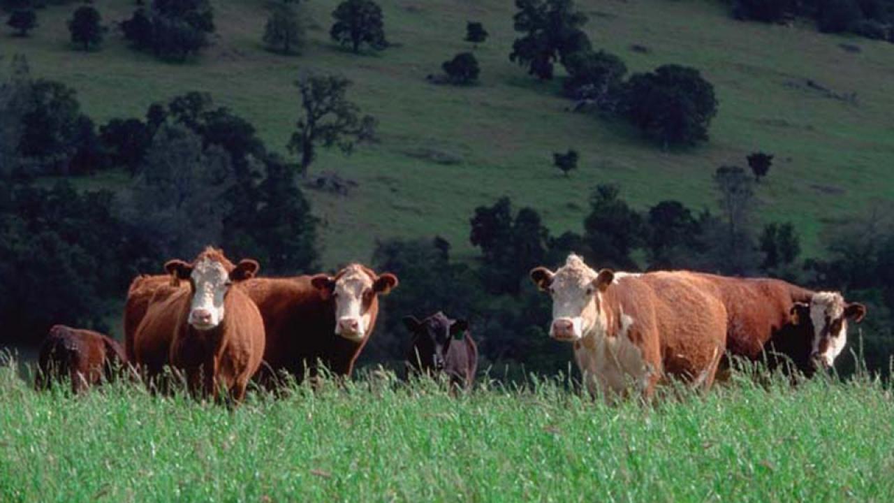 Brown and white beef cows graze on hills covered with grass and oak trees