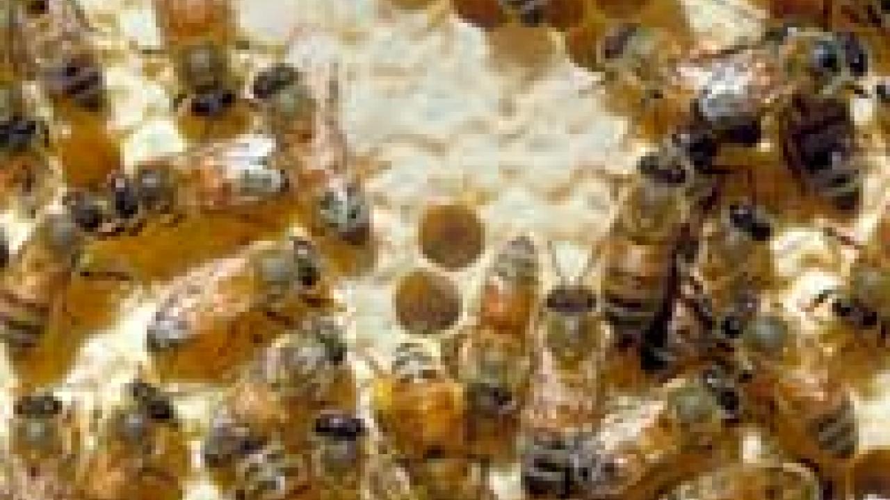 photo of a number of bees on a surface